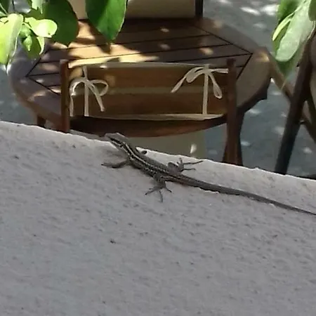 Safran Guest house 3*